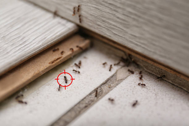 Best Ant Control Services  in Sun Prairie, WI