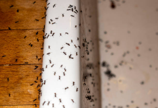 Best Best Pest Control Companies  in Sun Prairie, WI